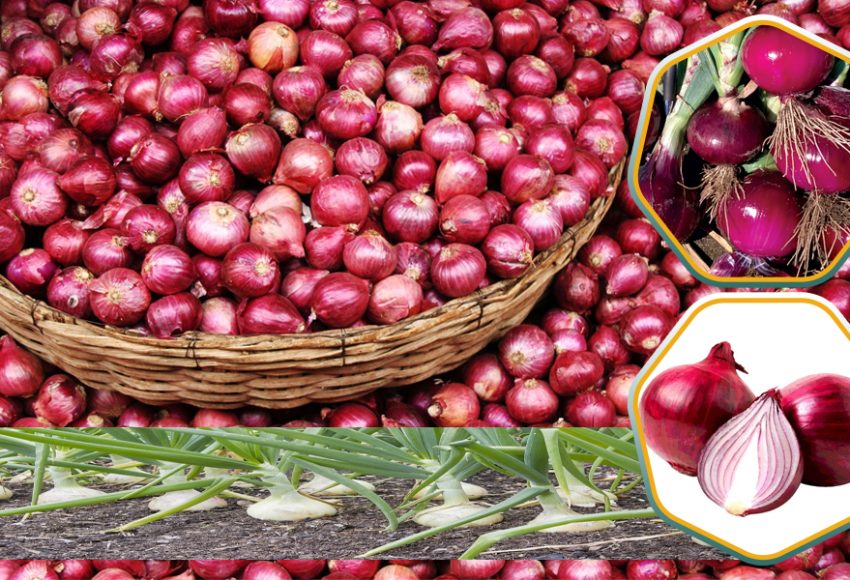 Pakistan Red Onion Suppliers