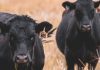 common livestock diseases